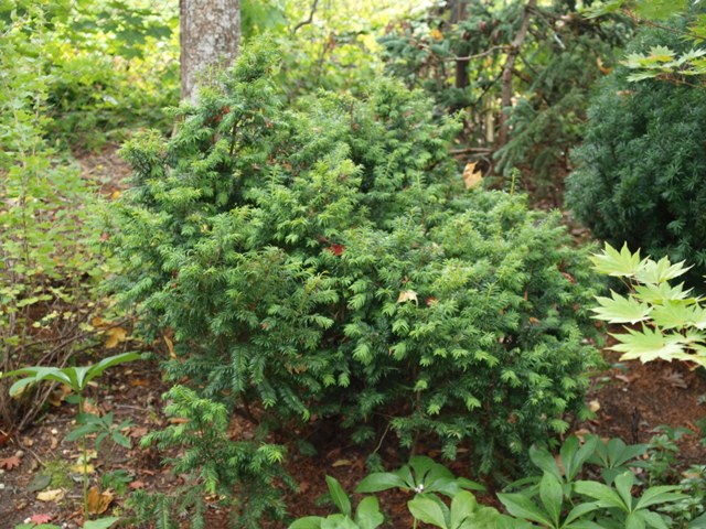 Taxus baccata 'Judith'