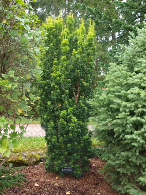 Taxus baccata 'Krzysztof'