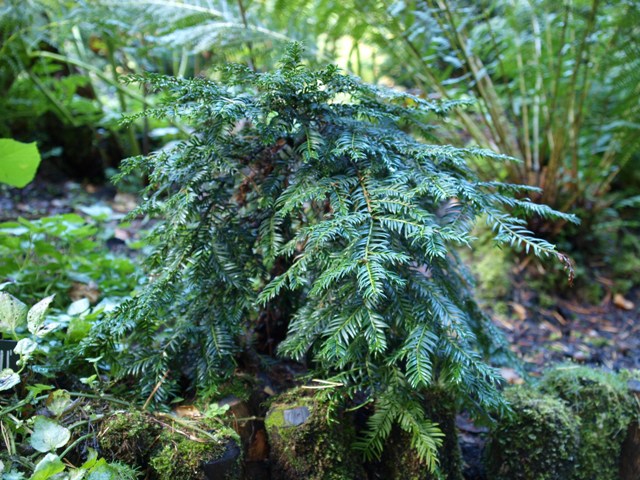 Taxus baccata 'Pendula'