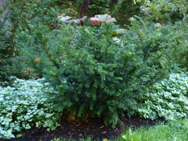 Taxus canadensis 'Stricta'