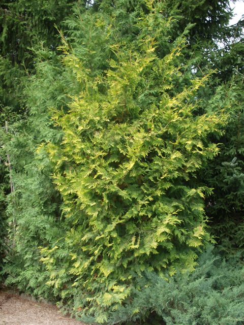 Thuja occidentalis 'Aurea Kordusii'