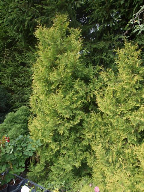 Thuja occidentalis 'Rheingold'