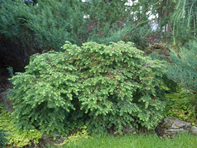 Tsuga canadensis 'Nana Gracilis'