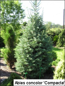 Abies concolor 'Compacta'