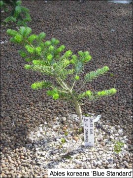 Abies koreana 'Blue Standard'