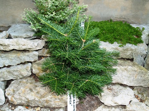 Abies balsamea 'Globosa'