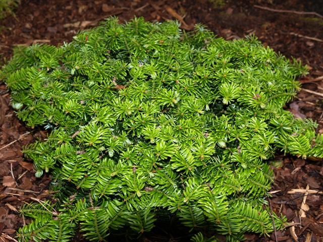 Abies balsamea 'Le Feber'