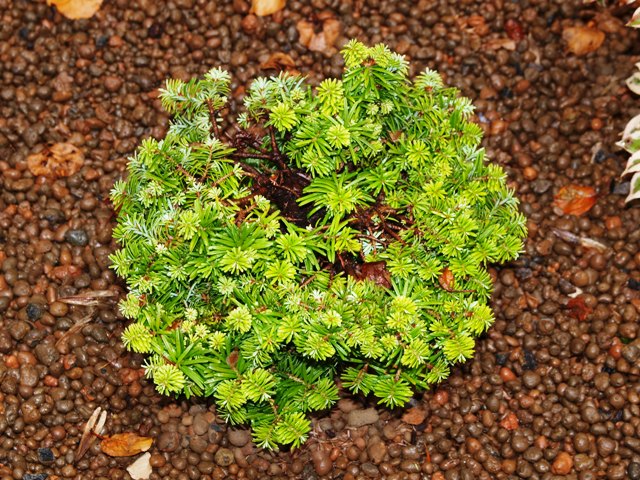 Abies balsamea 'Renswoude'