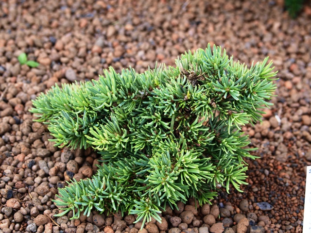 Abies concolor 'Masonic Broom'