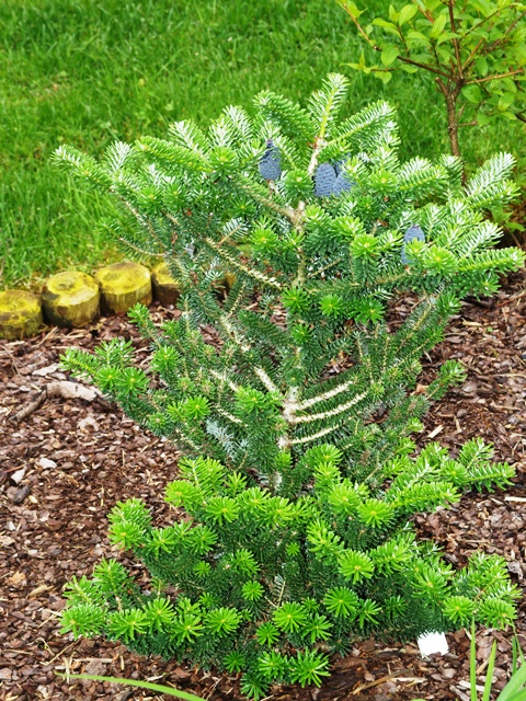 Abies koreana 'Adelboden'