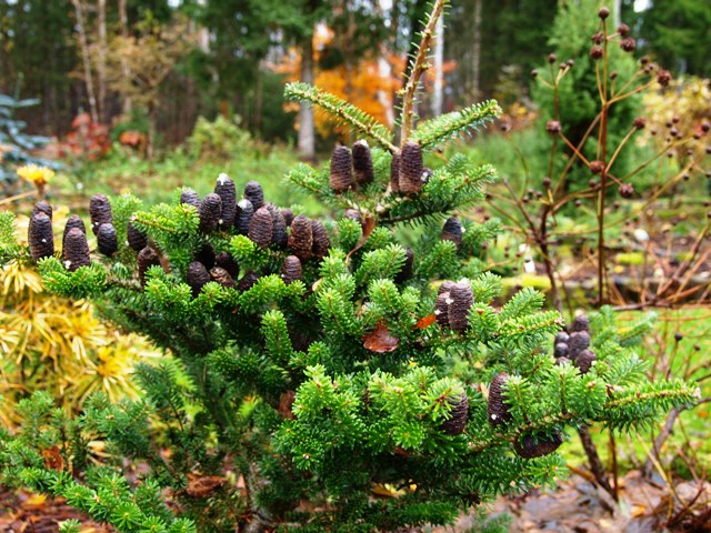 Abies koreana 'Adelboden'