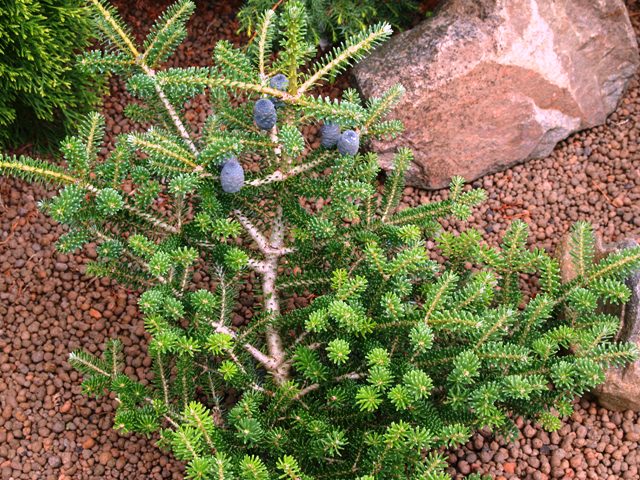 Abies koreana 'Knospenkönigin'