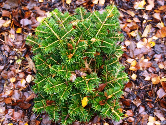 Abies koreana 'Molehill'