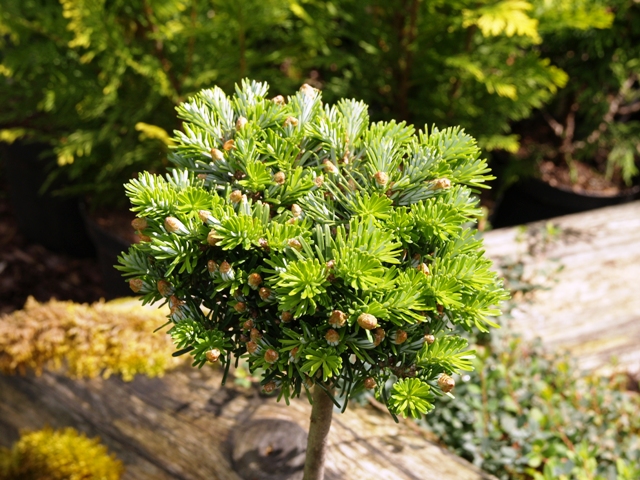 Abies koreana 'Petite'