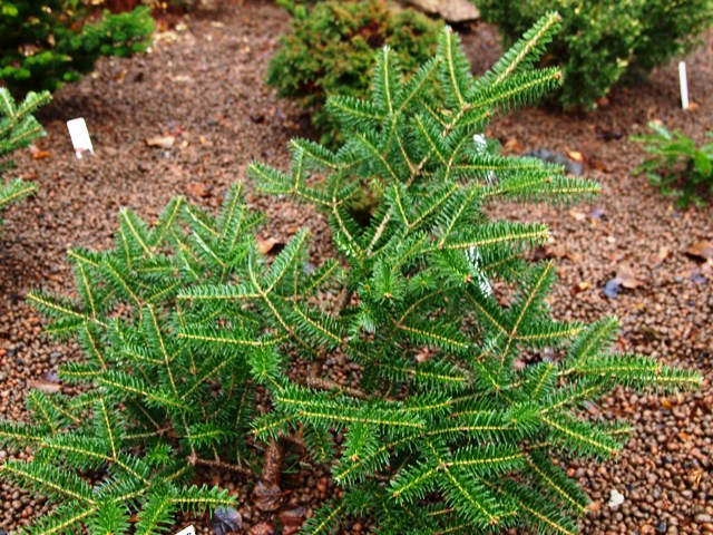 Abies koreana 'Zipfelmütze'