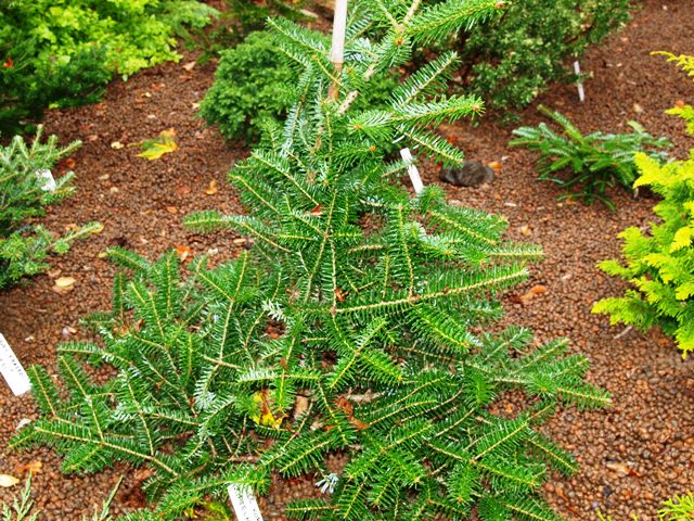 Abies koreana 'Zipfelmütze'