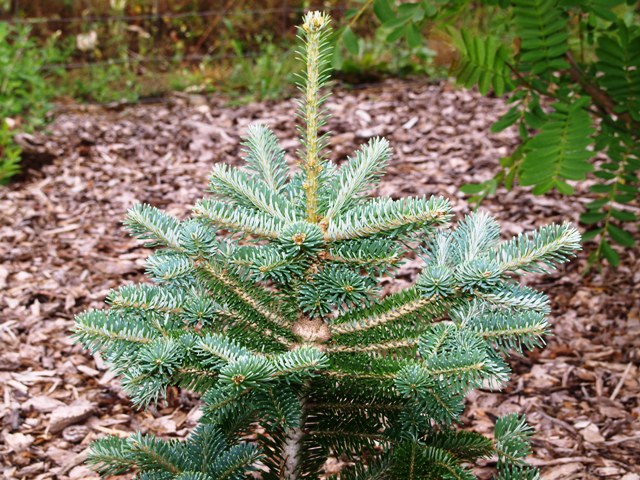 Abies x koreocarpa 'Fuskenberg'