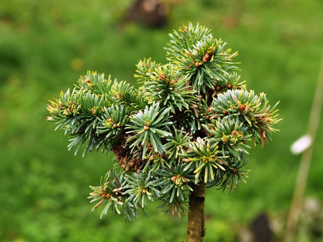 Abies procera 'Robenek'