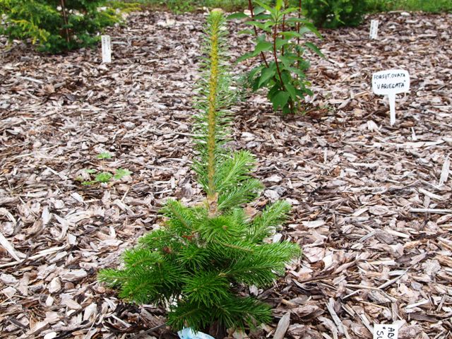 Abies sibirica 'Suncrest'