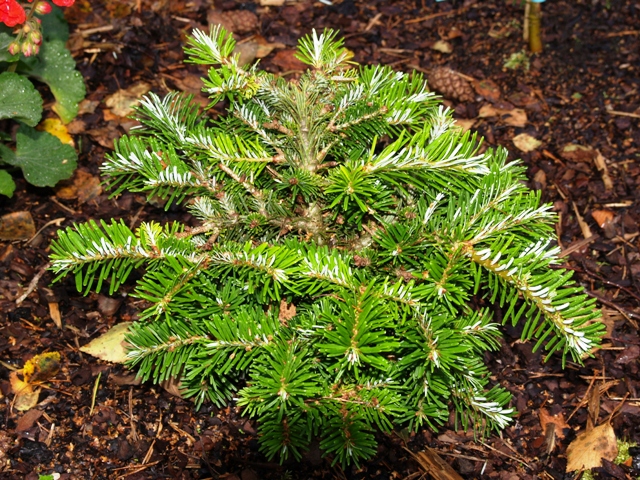 Abies veitchii 'Haltern'