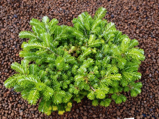 Abies veitchii 'Heddergott'