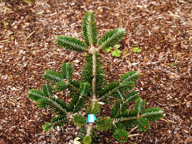 Abies forrestii(Abies delavayi var. georgei) 