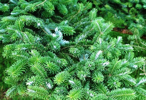 Abies homolepis 