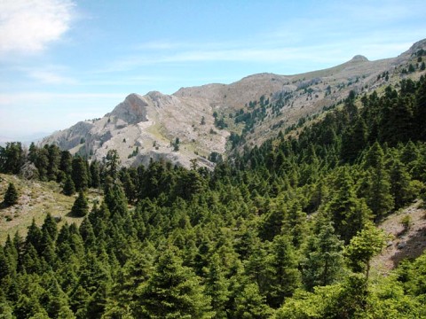 Abies pinsapo 