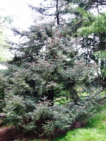 Abies pinsapo 