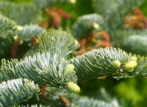 Abies procera 