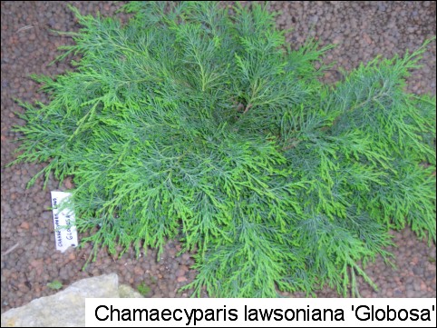 Chamaecyparis lawsoniana 'Globosa'