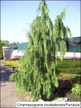 Xanthocyparis nootkatensis 'Pendula'