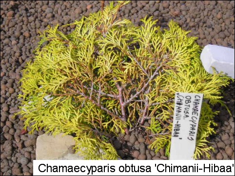 Chamaecyparis obtusa 'Chimaani-hiba'