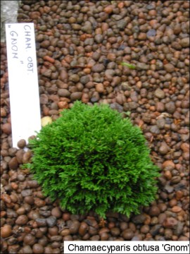 Chamaecyparis obtusa 'Gnome'