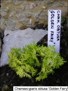 Chamaecyparis obtusa 'Golden Fairy'