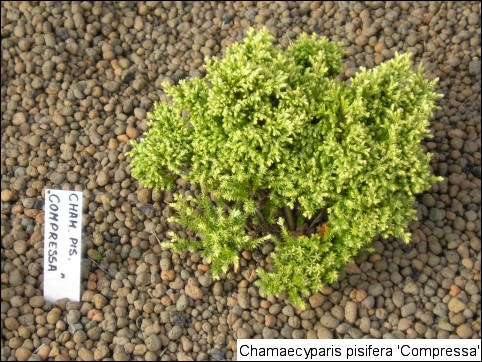 Chamaecyparis pisifera 'Compressa'