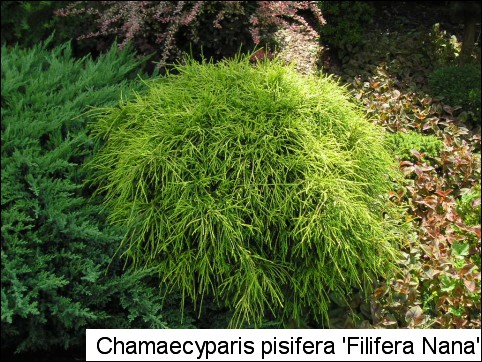 Chamaecyparis pisifera 'Filifera Nana'