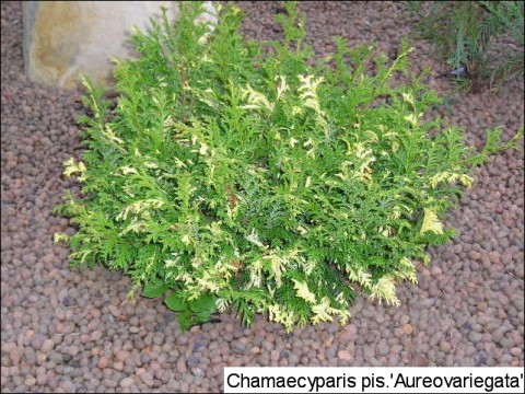 Chamaecyparis pisifera 'Nana Aureovariegata'