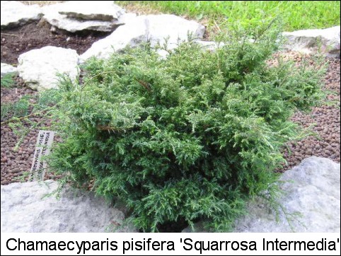 Chamaecyparis pisifera 'Squarrosa Intermedia'