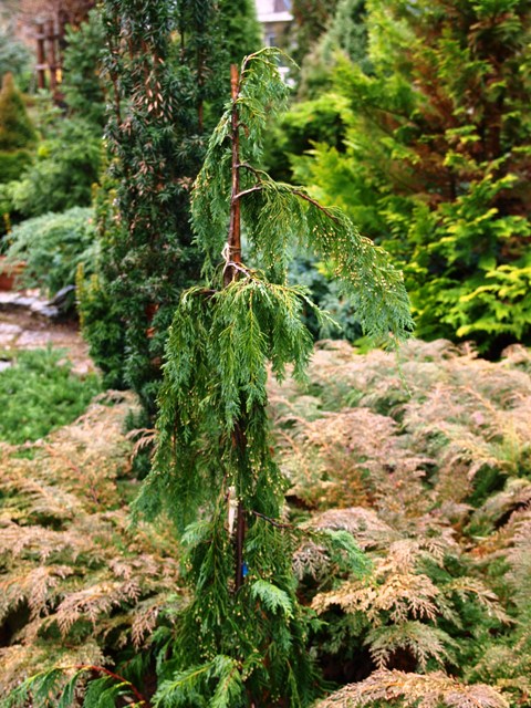 Chamaecyparis lawsoniana 'Green Arrow'