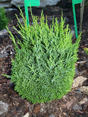 Chamaecyparis obtusa 'Gnome'