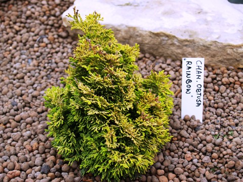 Chamaecyparis obtusa 'Rainbow'