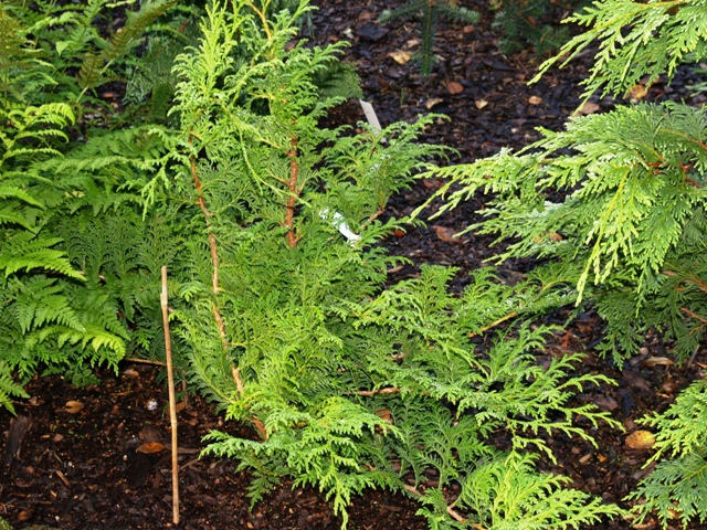 Chamaecyparis pisifera 'Repens'