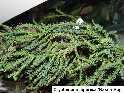 Cryptomeria japonica 'Rasen-sugi'