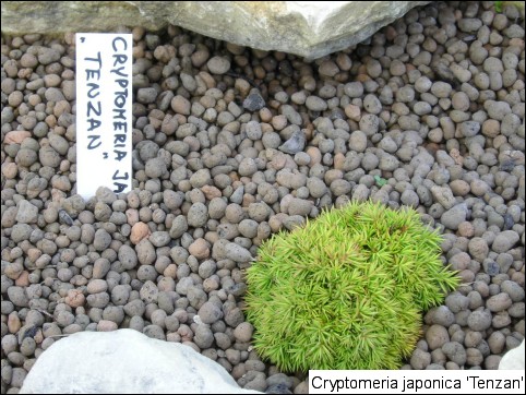 Cryptomeria japonica 'Tenzan'