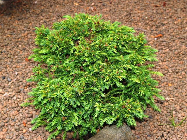 Cryptomeria japonica 'Taisho-tama'
