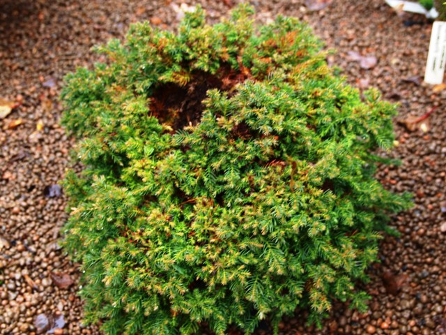 Cryptomeria japonica 'Taisho-tama'