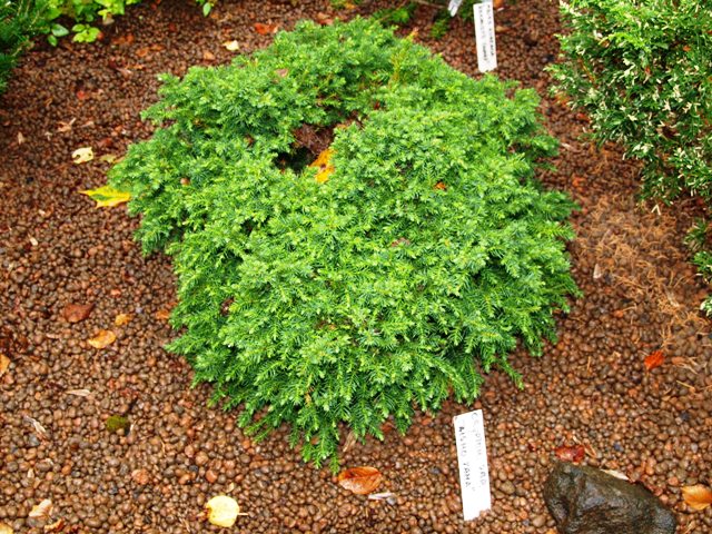 Cryptomeria japonica 'Taisho-tama'