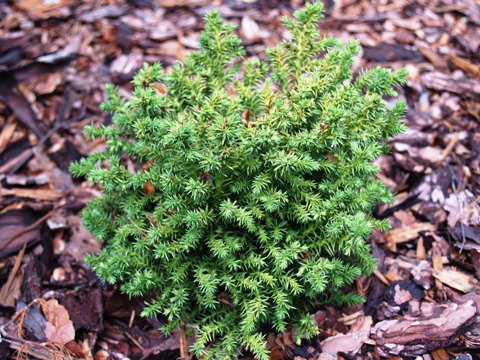 Cryptomeria japonica 'Vilmoriniana'