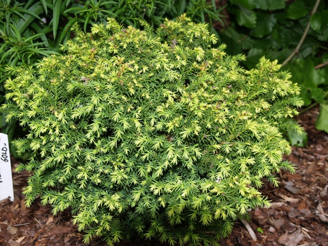 Cryptomeria japonica 'Vilmorin Gold'